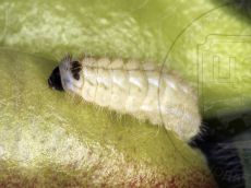 Каллимах_гусеница_3